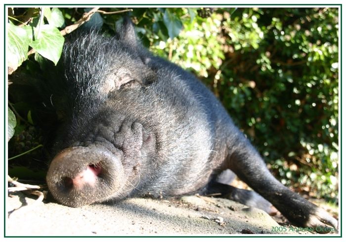 Heinrich, unser Schwein. Geiles Wetter oder?