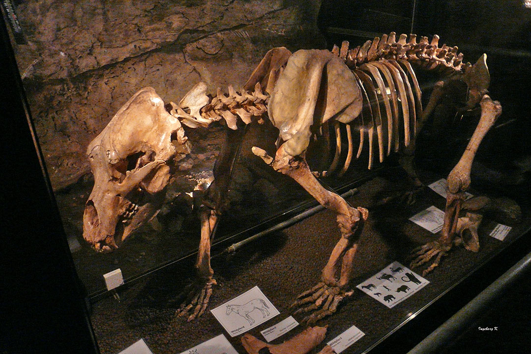 Heinrichshöhle Hemer - eiszeitliches Bärenskelett