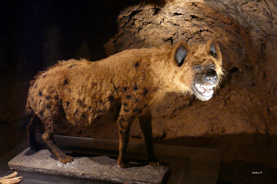 Heinrichshöhle Hemer - eiszeitliches Skelett - eine Hyäne?