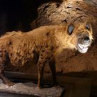 Heinrichshöhle Hemer - eiszeitliches Skelett - eine Hyäne?