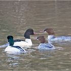 "Heiratsmarkt"? Die vier Gänsesäger (Mergus merganser)  . . .