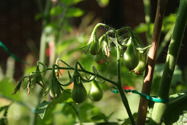 Heirloom tomato - "Yellow Pear"