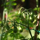 Heirloom tomato - "Yellow Pear"
