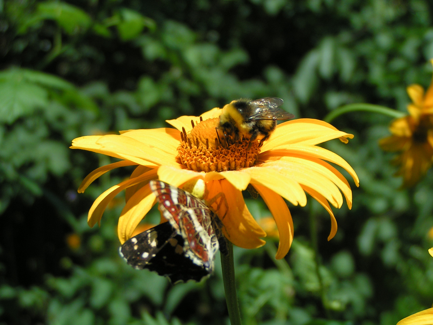 heiß begehrte Blüte