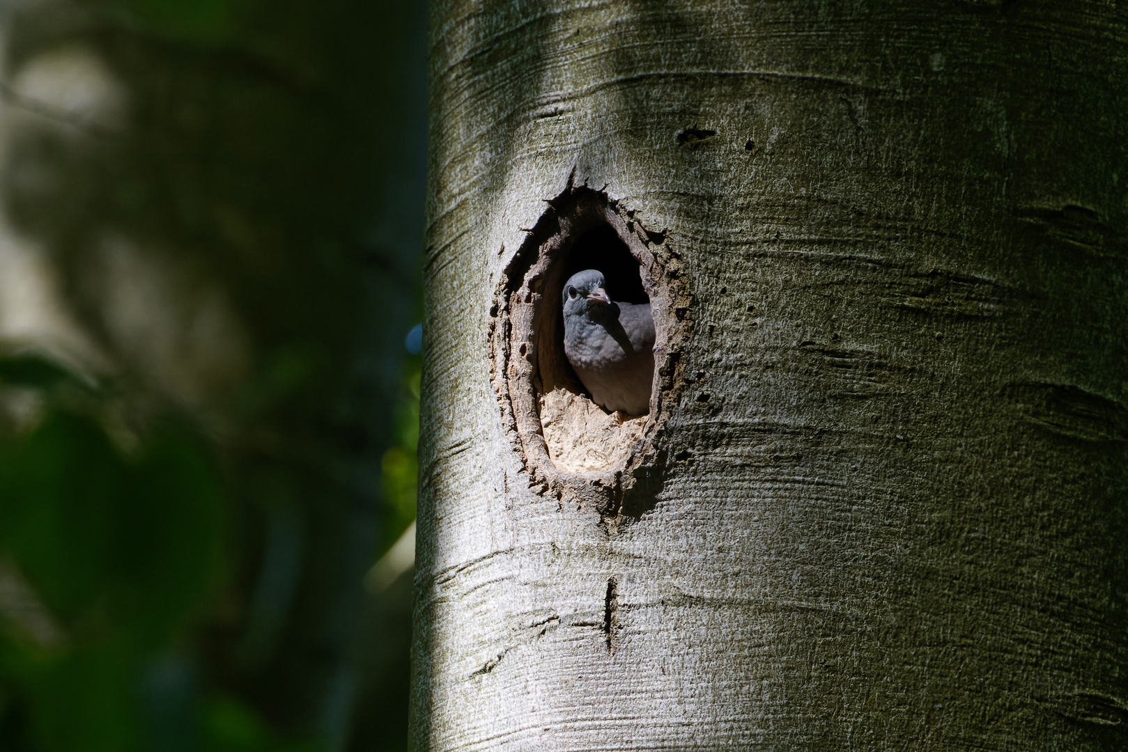 Heiß begehrter Wohnraum: Hohltaube (Columba oenas)