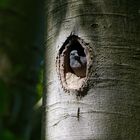 Heiß begehrter Wohnraum: Hohltaube (Columba oenas)