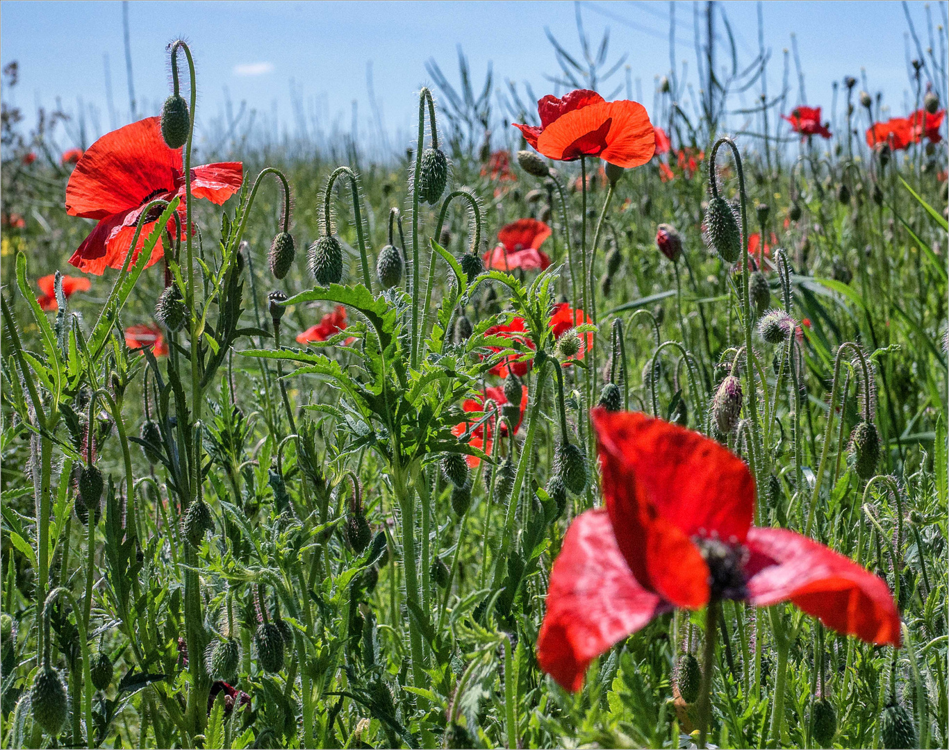 ... heiss, heisser, Mohn!! ...