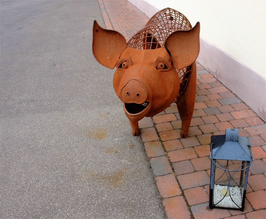 Heiß ist es ... stöhnt das Schweinchen ...