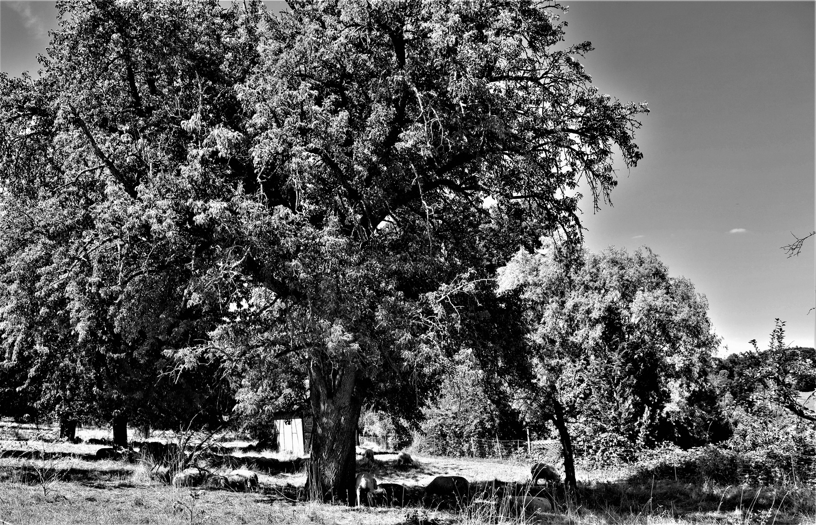 Heisse Hochsommer Tage