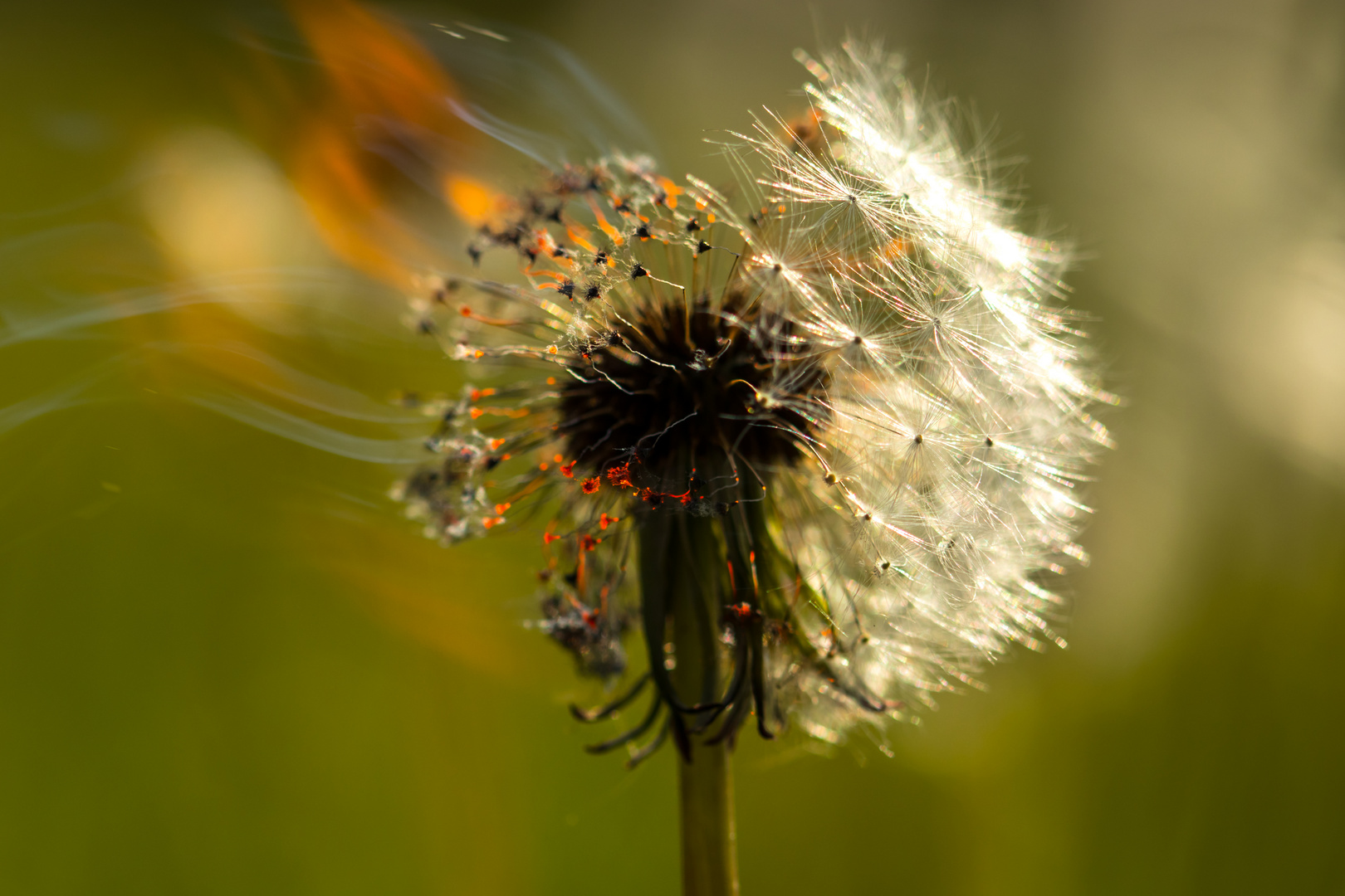 Heiße Pusteblume