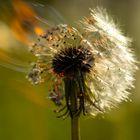 Heiße Pusteblume