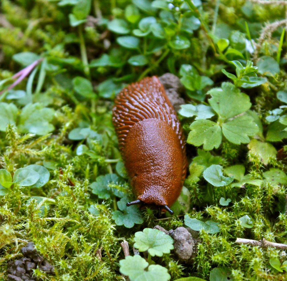 Heisse Schnecke