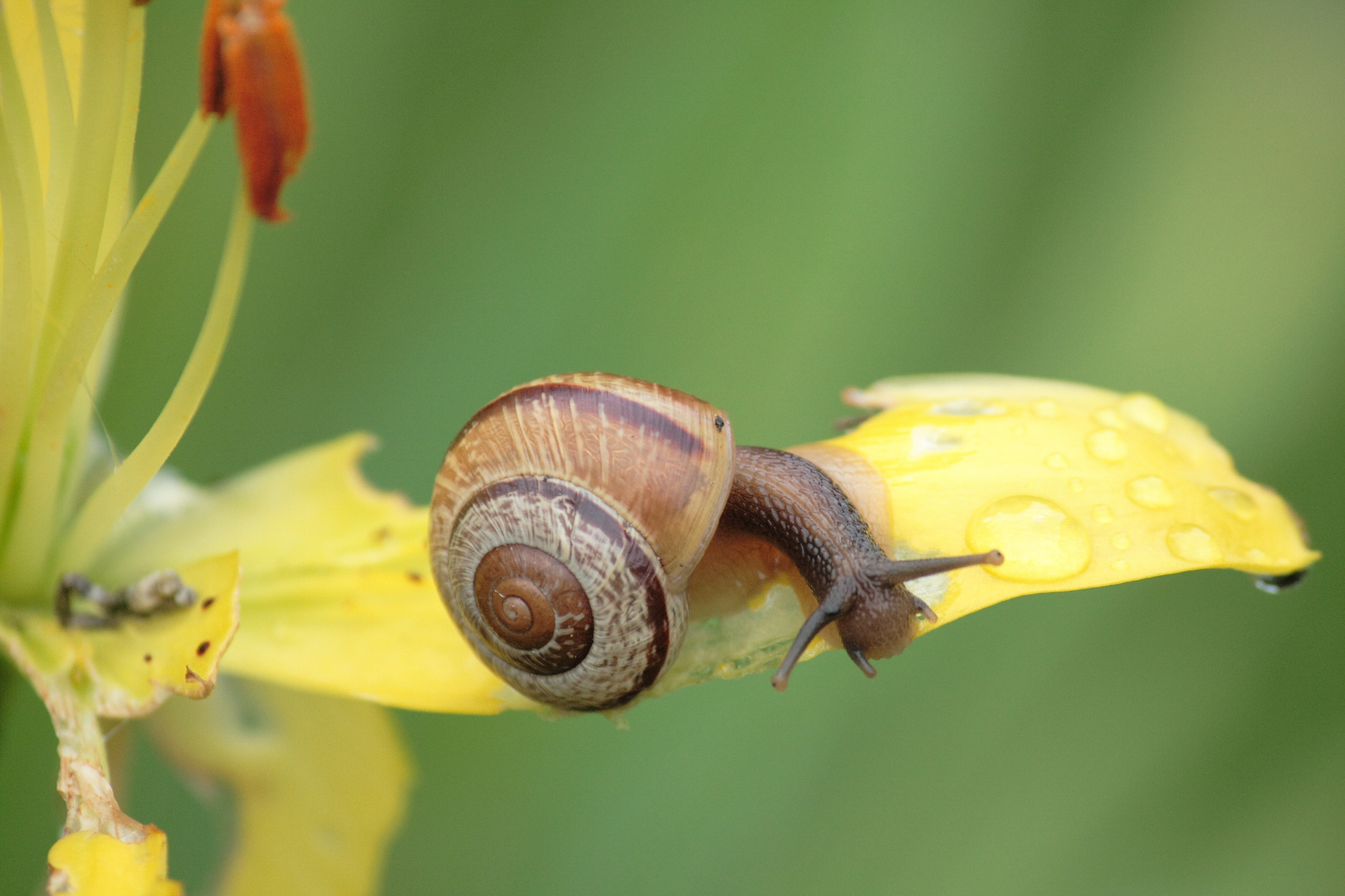 Heisse Schnecke