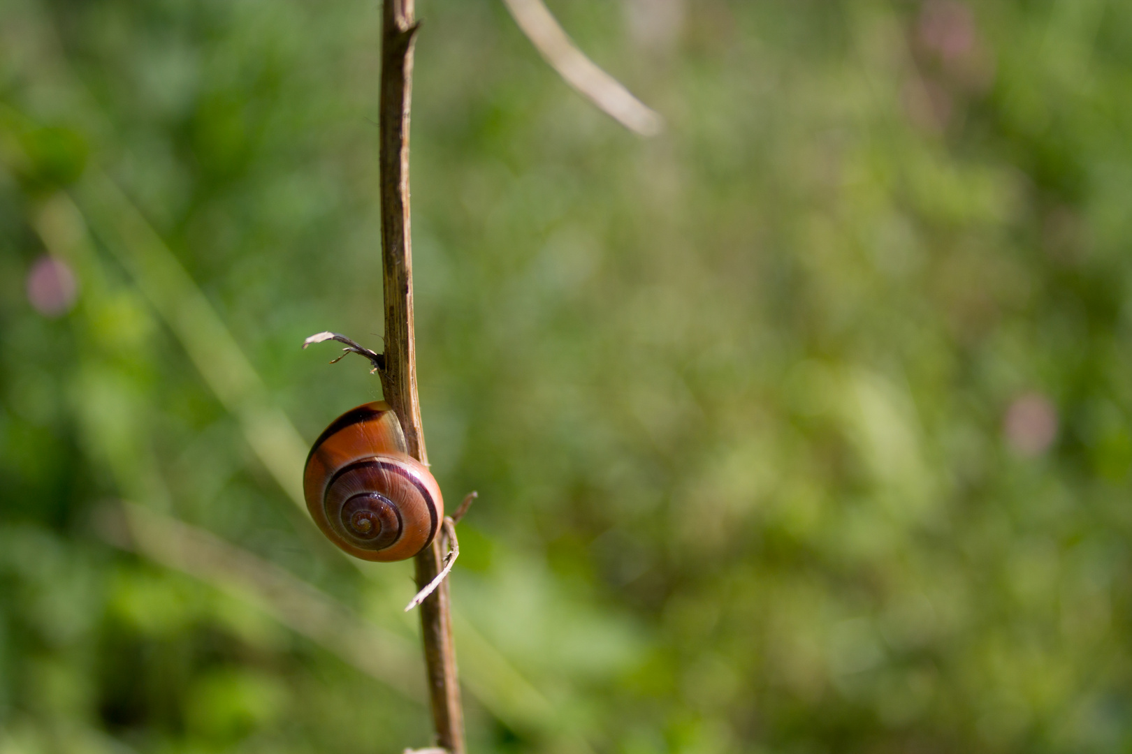 Heiße Schnecke