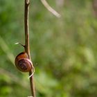 Heiße Schnecke