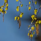 heißen die nun Blüten? oder Kätzchen?....