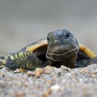 Heißer Sommer 2018 Schildkrötenschlupf in Deutschland