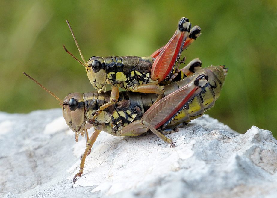 Dein Weg zum strahlenden Blogbeitrag: So fesselst du deine Leser!