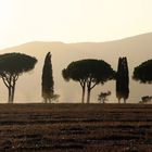 Heißer Sommer in der Toscana