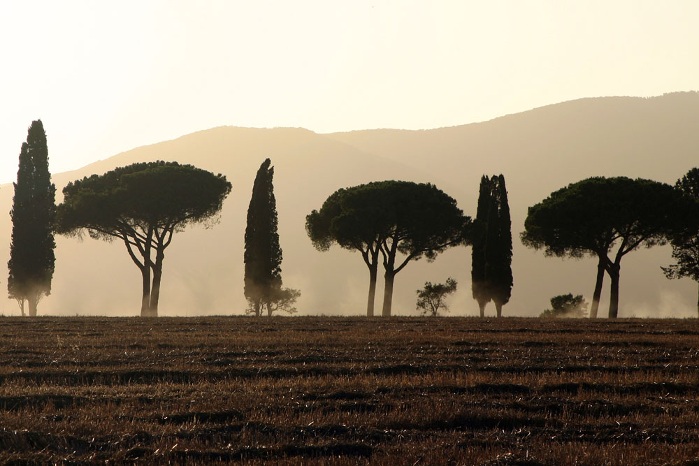 Heißer Sommer in der Toscana von Klaus Wermeyer