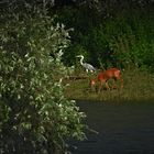 Heißer Sommertag am Niederrhein