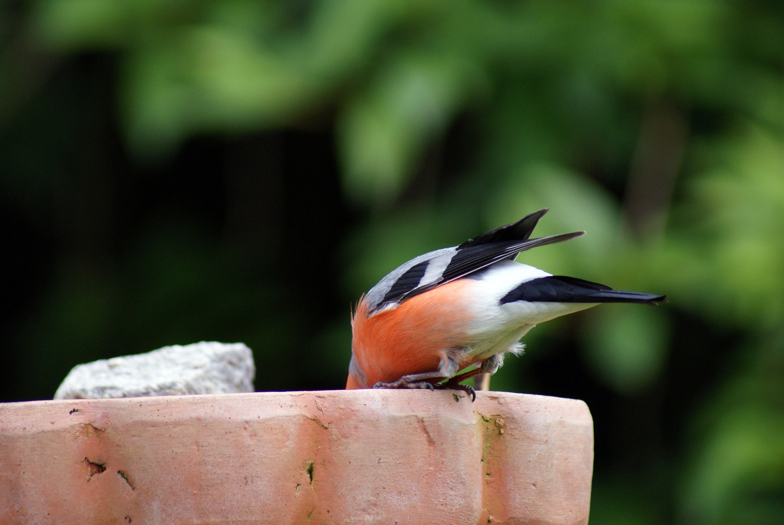 Heißer Tag heute...Vogeltränkestop