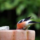 Heißer Tag heute...Vogeltränkestop