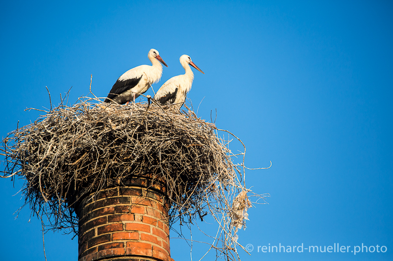 Heißes Nest