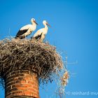 Heißes Nest