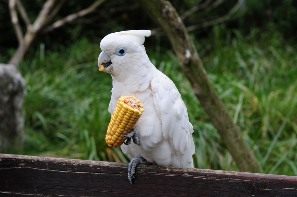 Heißes Popcorn mag ich gern