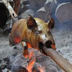 heißes Schwein am Stiel