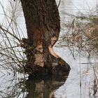 "Heißhunger auf frisches Holz"