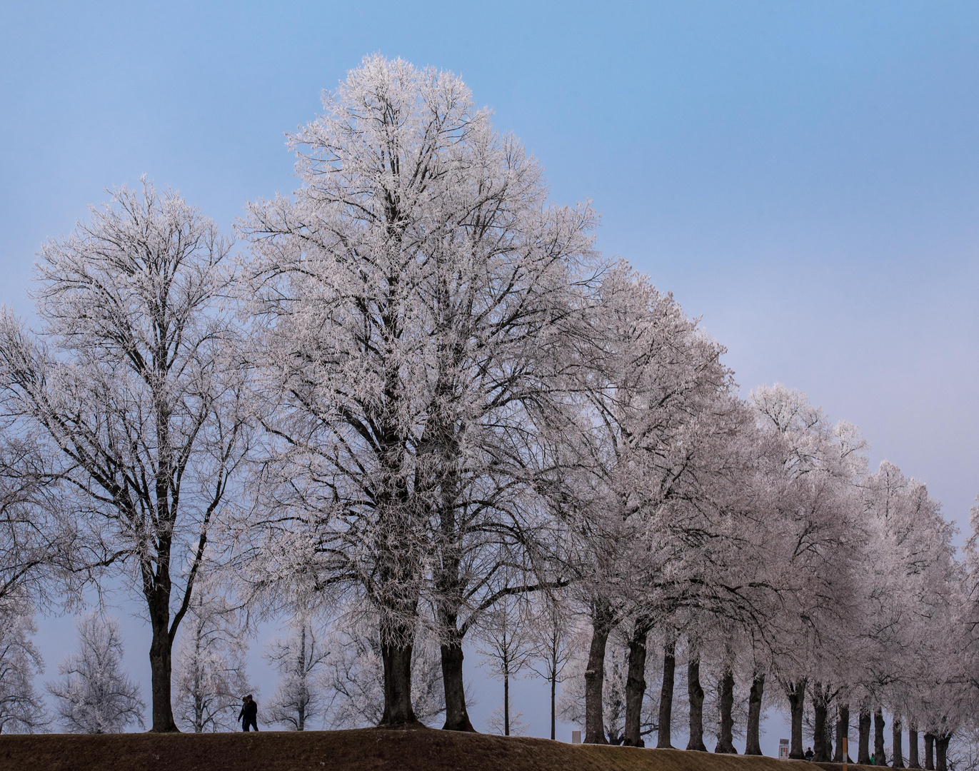 heitere frostII-0479