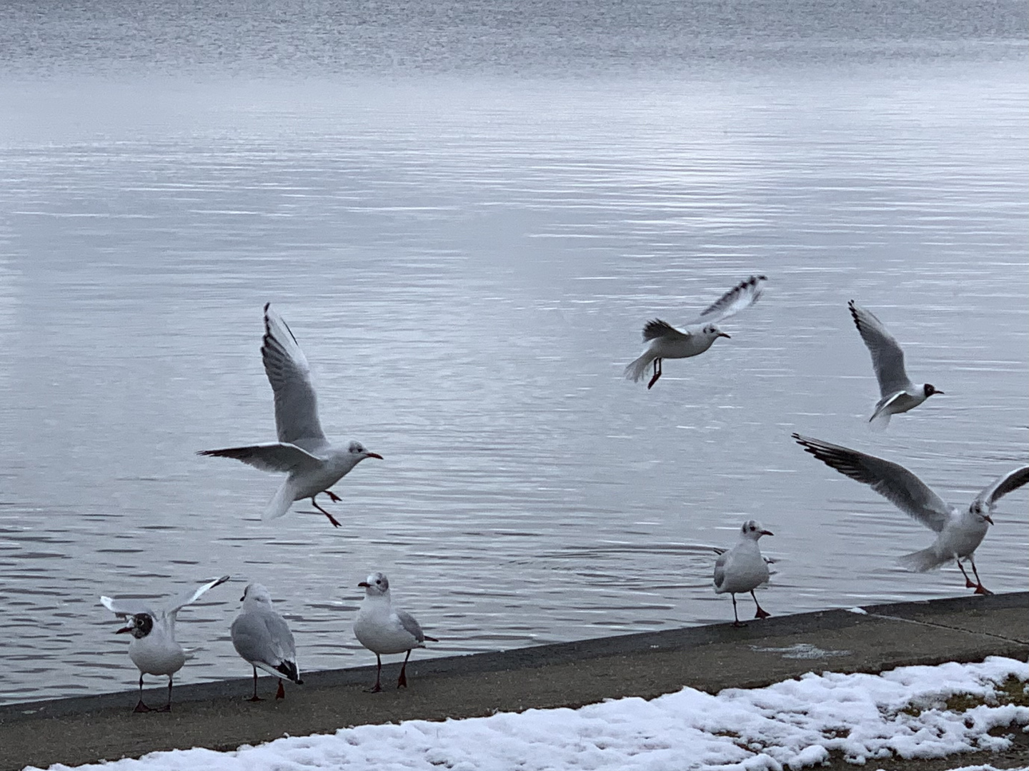 Hektik am See