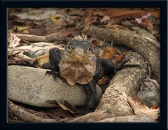 Hektor aus Costa Rica