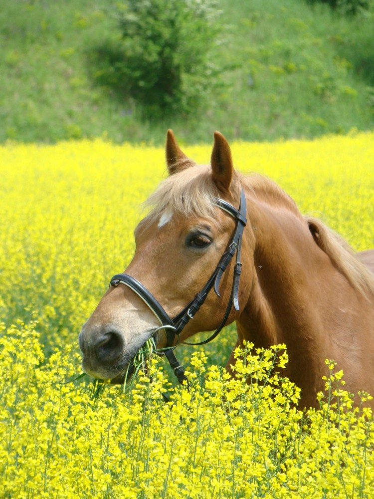 *Hektor im Rapsfeld*