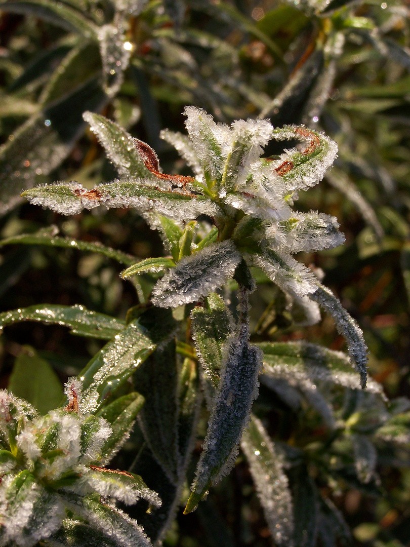 Heladas de invierno