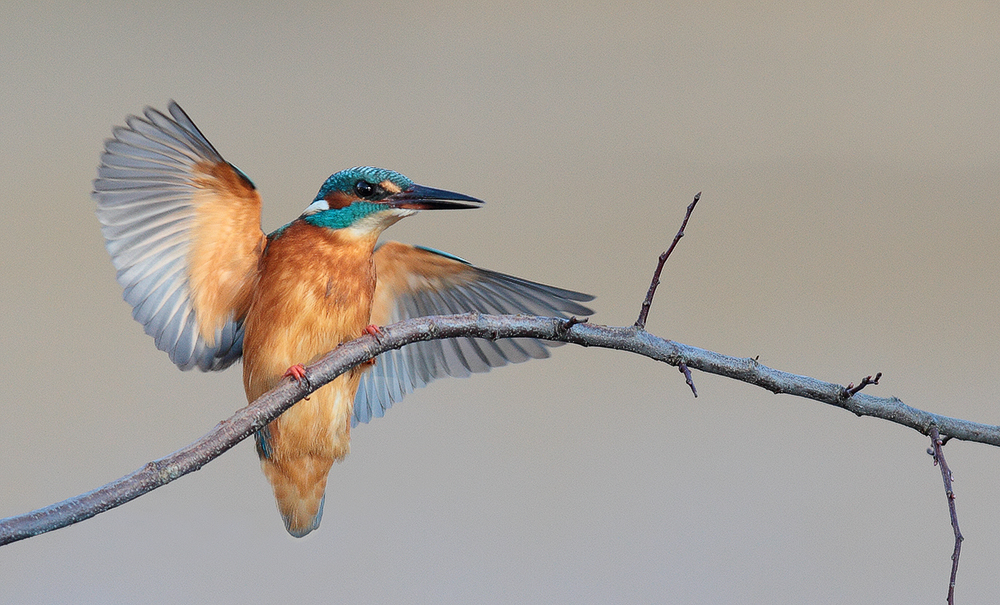 Helau, ich geh' als Eisvogel!