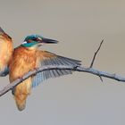 Helau, ich geh' als Eisvogel!