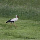 Helbigsdorfer Storch