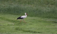 Helbigsdorfer Storch