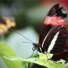 Helconius erato ... Zoo Krefeld