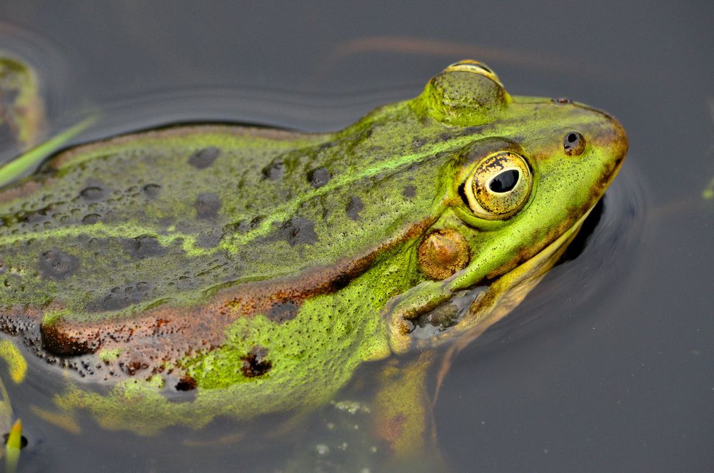 Heldenfrosch