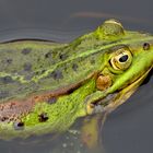 Heldenfrosch