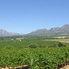 HELDERBERG VOM WEINGUT GUARDIAN PEAK FOTOGRAFIERT: