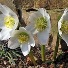 Heleboris niger-Christrose nun voll in Blüte