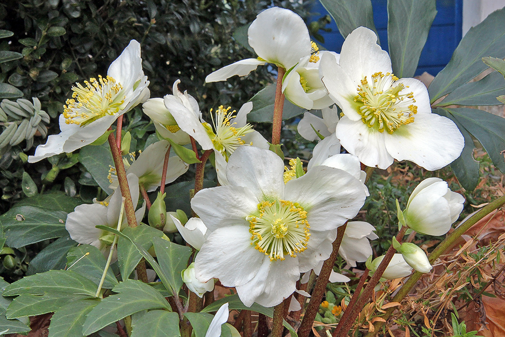 Heleborus niger-Christrose