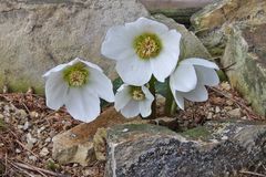 Heleborus niger - Schneerose