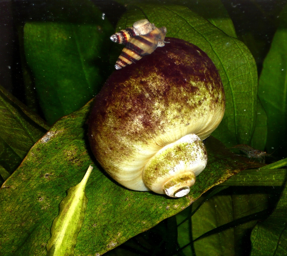 Helena auf Apfelschnecke