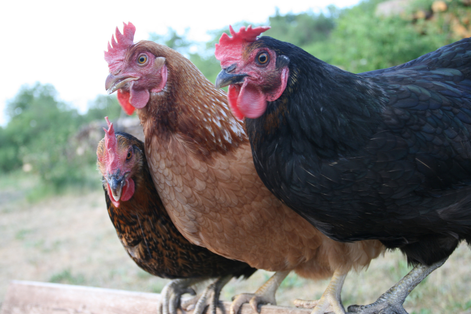 Helene, Hilde und Wilma